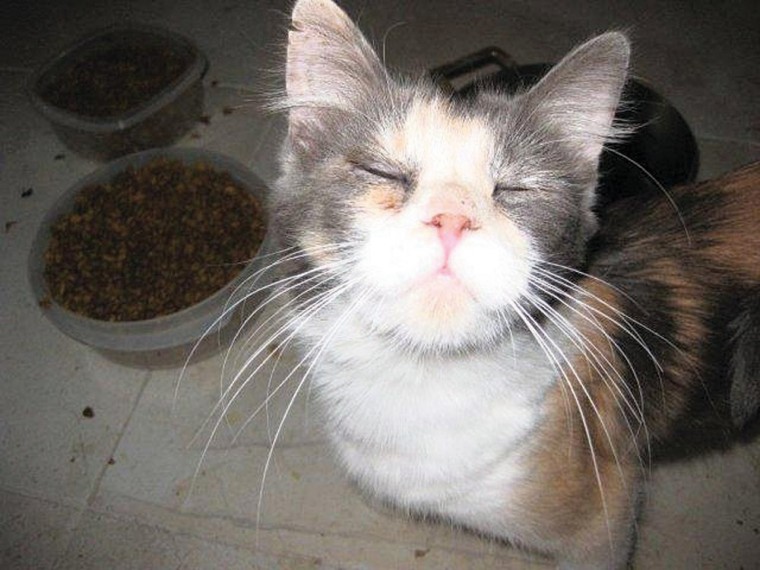 Someone to love: Cali